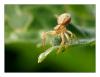Xysticus sp.
